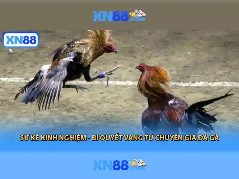 Lịch sử và sứ mệnh của xn88