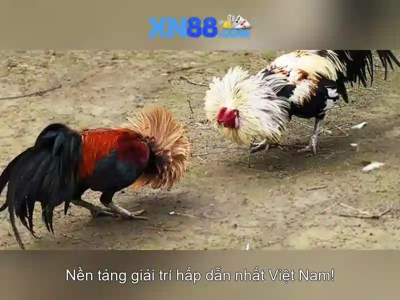 Giới thiệu về xn88 Giới thiệu về xn88