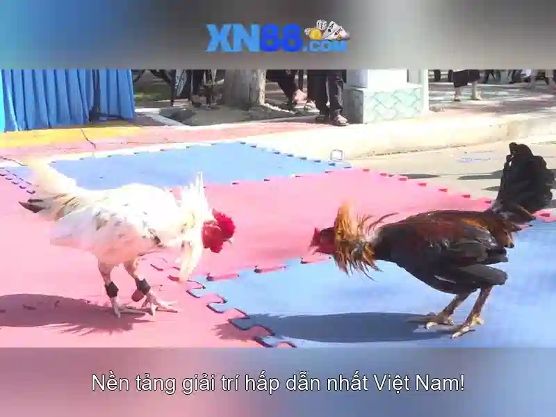 Trải nghiệm người dùng và phản hồi từ cộng đồng