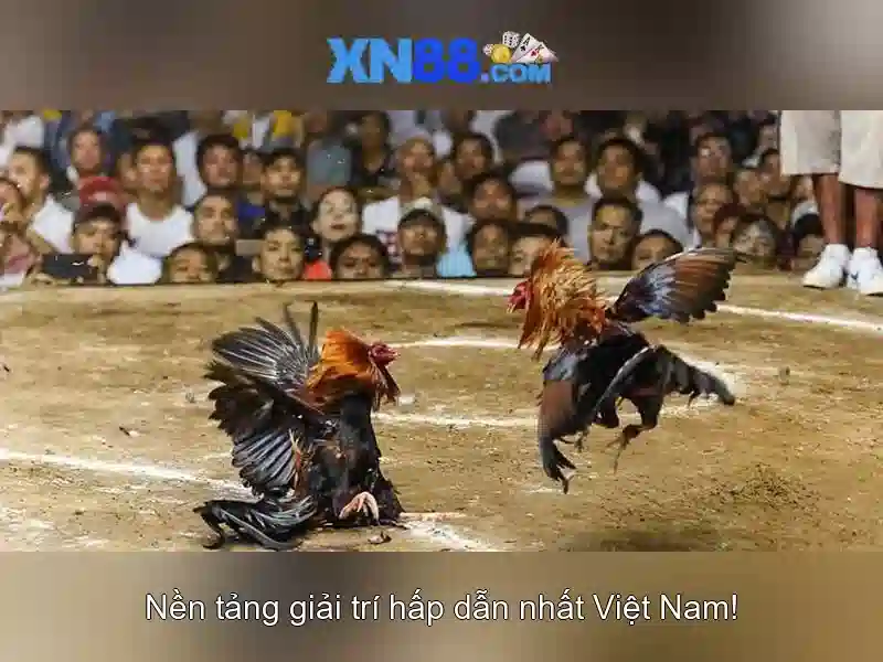 Cách tham gia và rút tiền