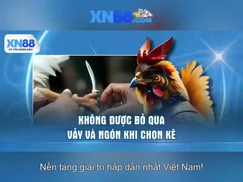 Hướng dẫn tham gia và thanh toán