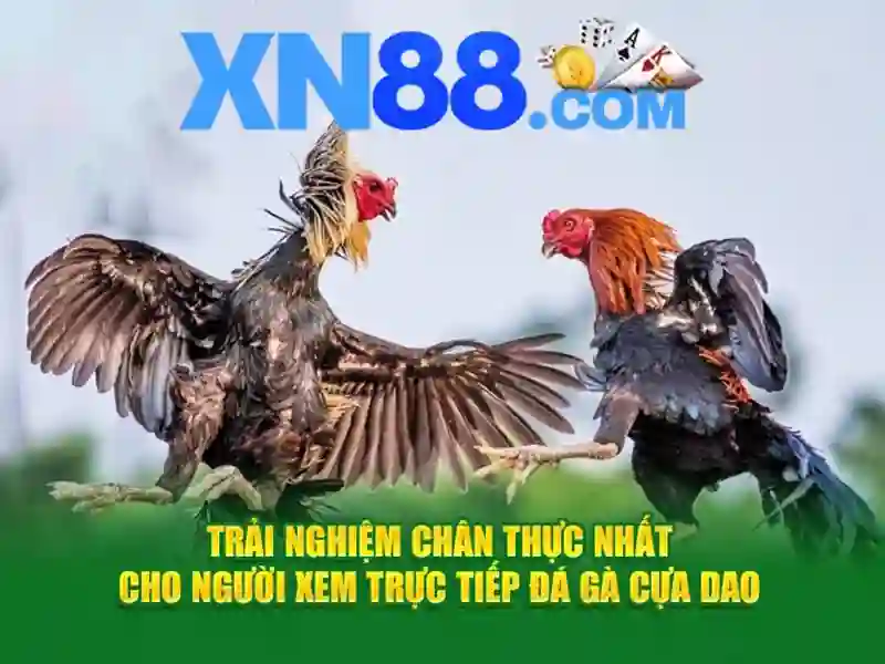 xn88 là gì? xn88 là gì?